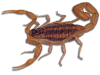 fumigacion de alacranes
