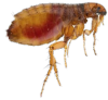 plaga de pulgas
