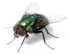 plaga de mosquitos
