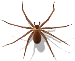 plaga de arañas