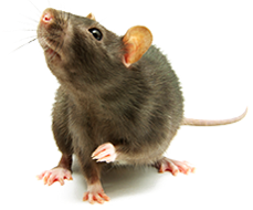 plaga de roedores: ratas y ratones